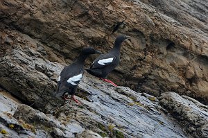 Guillemot, Pigeon, 2015-06111360 Montana de Oro State Park, CA